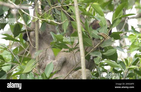 Image result for Hanging Three Toed Sloth