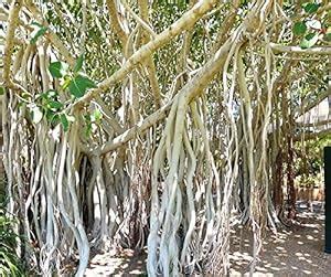 Kapebonavista® Banyan tree Barh Khongnang taru Bargad Vat Alai Marri ...
