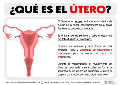 Qual O Tamanho Do útero Normal - MAGEDU