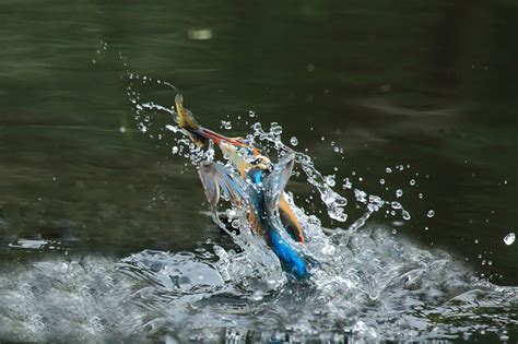 【出水瞬间摄影图片】共青森林公园生态摄影_流淌的光影_太平洋电脑网摄影部落