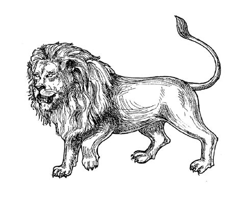 Printable Coloring Pages Lion