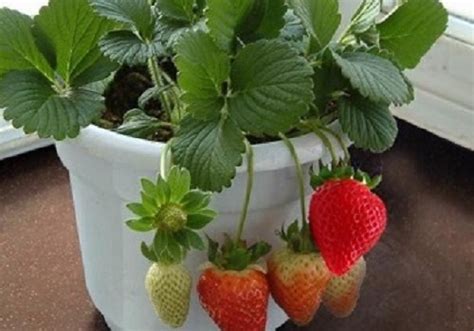 草莓的盆栽种植方法_360新知