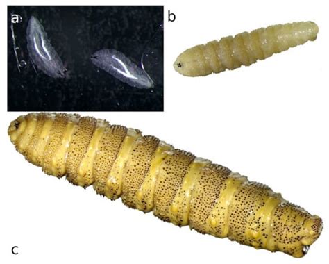 Animals | Special Issue : Wildlife Disease Threats