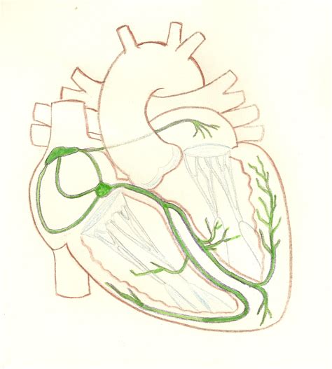 Conduction System, Illustration | ECG Guru - Instructor Resources