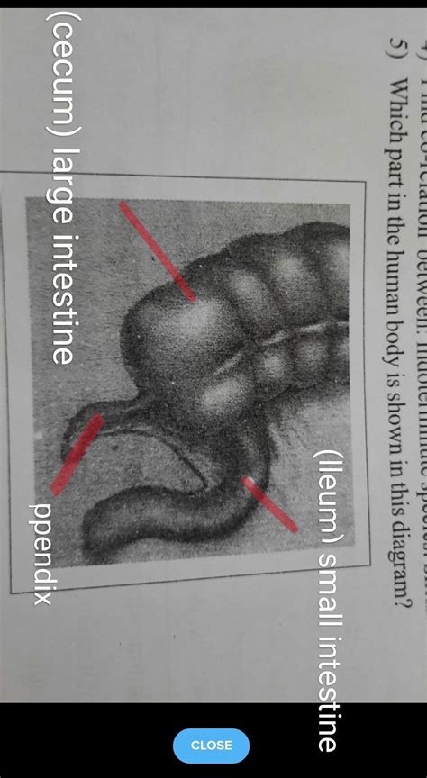 Which part in the human body is shown in the figure. - Brainly.in