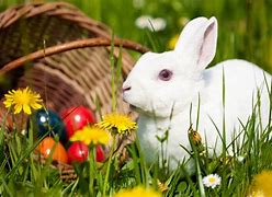 Image result for Cute Bunny Wallpaper