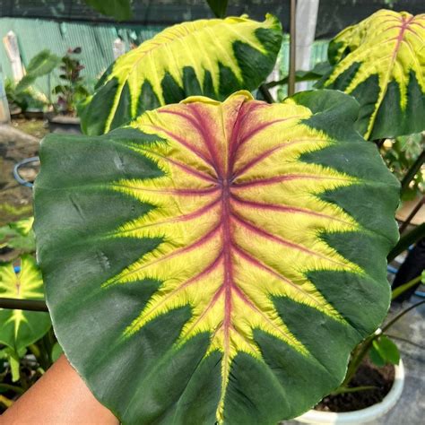 Soiled: India's No.1 Destination for Exotic & Rare Plants