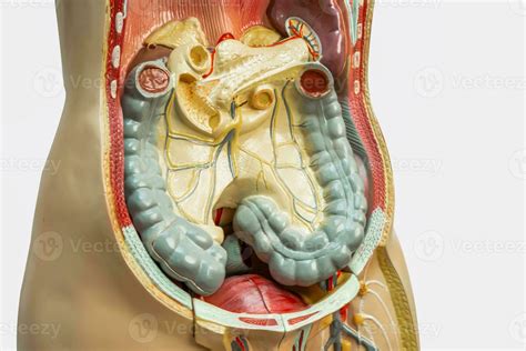 Image result for Digestive System Appendix