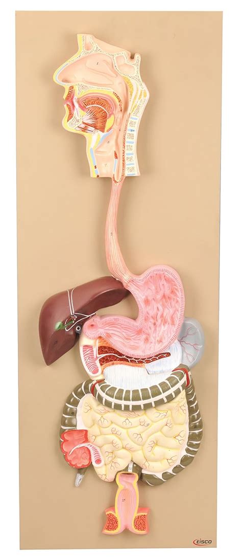 Eisco Labs Model Human Digestive System, 2 Parts India | Ubuy