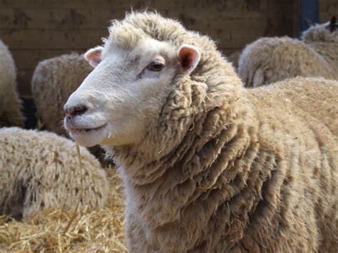 Farm Health Online – Animal Health and Welfare Knowledge Hub – Mastitis in Ewes