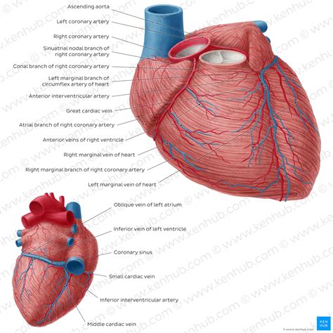 Heart Structure Tutorial 的图像结果