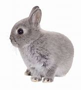 Image result for Transparent White Bunny Rabbit
