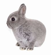 Image result for Cute White Bunny Rabbits