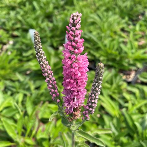 Veronica spicata 'Red Fox' - Spike Speedwell (4" Pot) | Little Prince ...