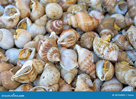 Edible sea snails stock image. Image of beach, exotic - 38794985