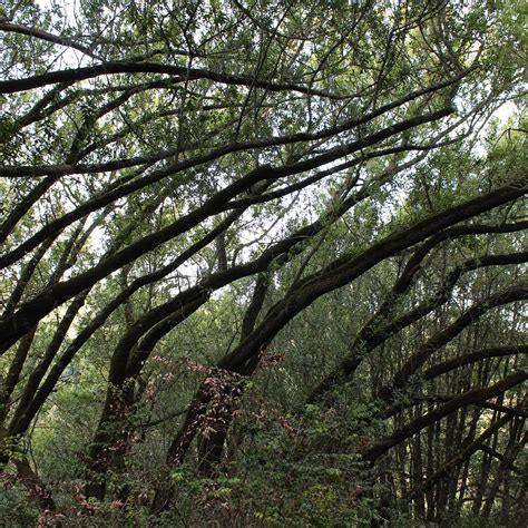 Huckleberry Botanic Regional Preserve (2026) - All You MUST Know Before ...