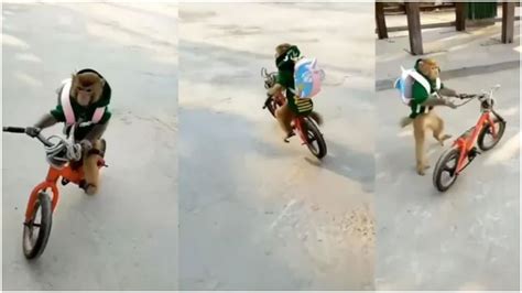 Image result for Monkey Blog