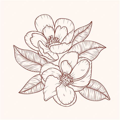 Magnolia Flower Drawing Step By Step