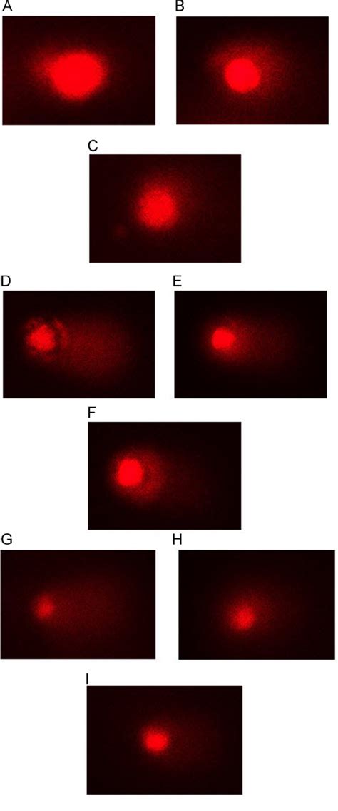 Image result for CWC DNA