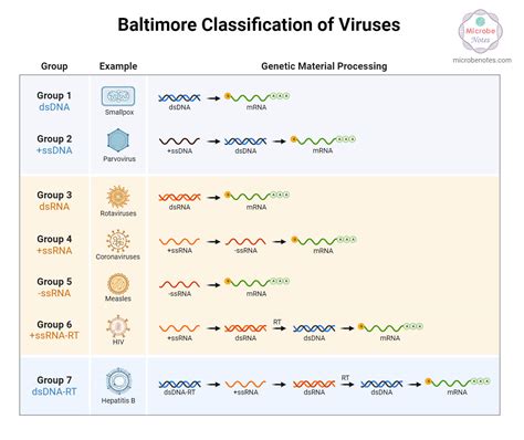 What are Viruses?- A Complete Study Note and Guide