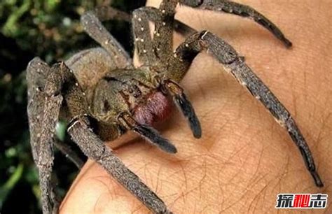 世界十大最毒蜘蛛，巴西游走蛛6微克毒液可杀老鼠_探秘志