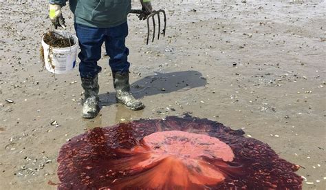 Summer of Blob: Maine sees more big, stinging jellyfish - Washington Times