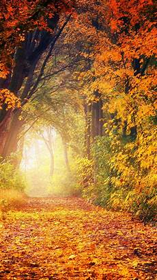 Autumn Wallpapers For Android by Autumn Trees Wallpaper Iphone Android Desktop Backgrounds Autumn Wallpapers For Android