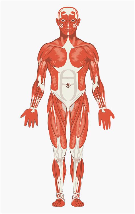 Skeletal Muscle Clipart Png, Transparent Png - kindpng