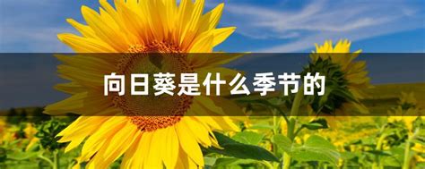 向日葵的夏天（图）-时尚花艺-中国园林网