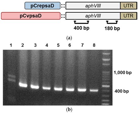 Identification and Functional Analysis of the psaD Promoter of ...