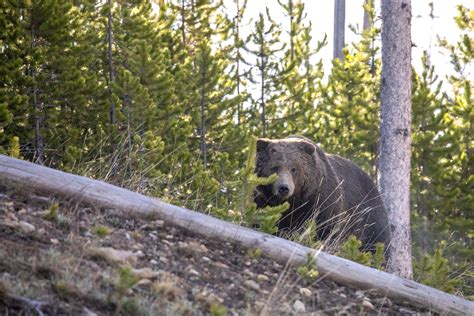 How the Trump Administration’s Interpretation of One Word—‘Harm’—Could Gut Habitat Protections ...