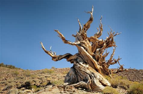 The Biological Secrets Of How Trees Die Of Old Age