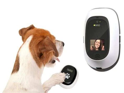 Guilty of being away from your pet? Tech comes to the rescue - Times of ...