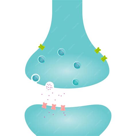 Synaptic Cleft Drawing