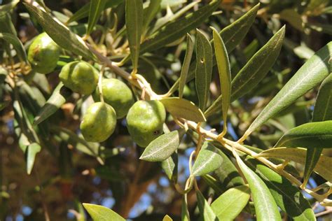 El Olivo (Olea europea) no sólo es valioso por la aceituna y el aceite ...