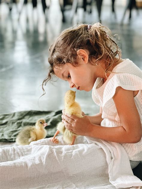 Image result for Processing Geese