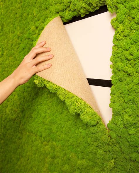 Mooswand aus Islandmoos | Living wall, Moss wall, Easy home decor