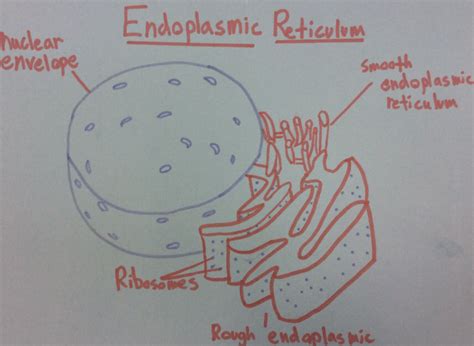 Endoplasmic Reticulum: Definition, Diagram, Types, Structure and Functions