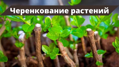 ЛУЧШИЙ СПОСОБ УКОРЕНИТЬ ЧЕРЕНКИ | Собираем, сохраняем и высаживаем ...