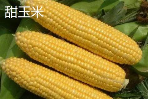 市场上玉米的种类很多，它们之间有什么差别吗？哪种玉米更营养？_研究_我国_miR
