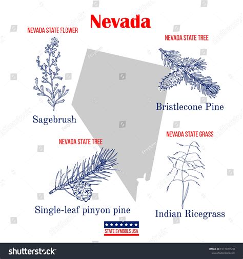 Nevada Set Usa Official State Symbols Stock Vector (Royalty Free ...