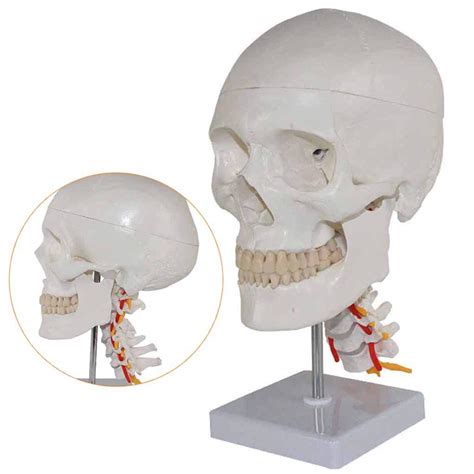 Buy Human Anatomy Skull Model - Medical Anatomical Skull Head Model ...