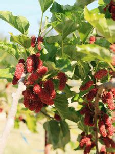 Royplant Shahtoot/Mulberry Plant Price in India - Buy Royplant Shahtoot ...