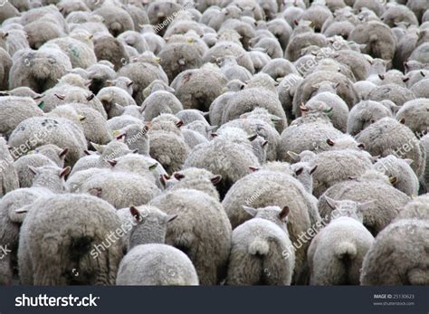 827 imágenes de Sheep butt - Imágenes, fotos y vectores de stock | Shutterstock