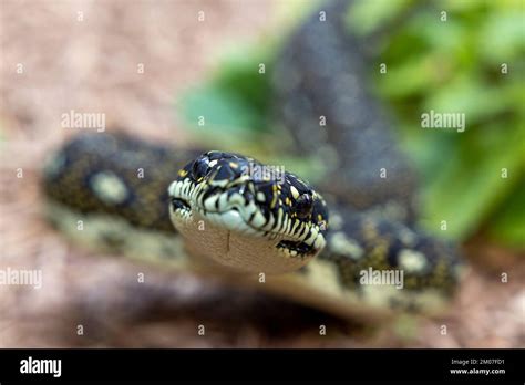 Image result for Diamond Python Distribution Map