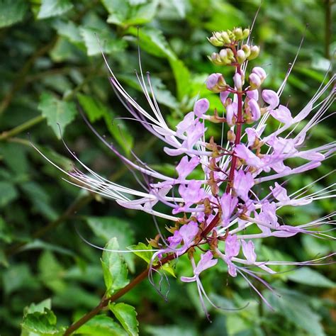 Image result for Bunga API Kucing