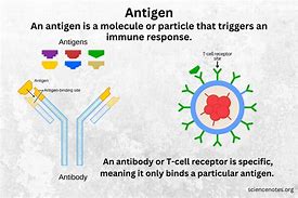Image result for Antigens