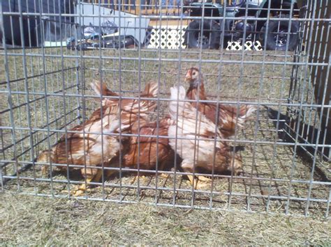 pictures of 4 week old chicks | BackYard Chickens - Learn How to Raise ...