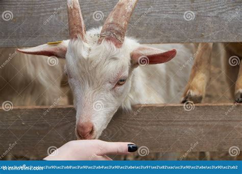 Will Goats Eat Carrots