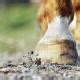 Wound Care for Horses | PetMD